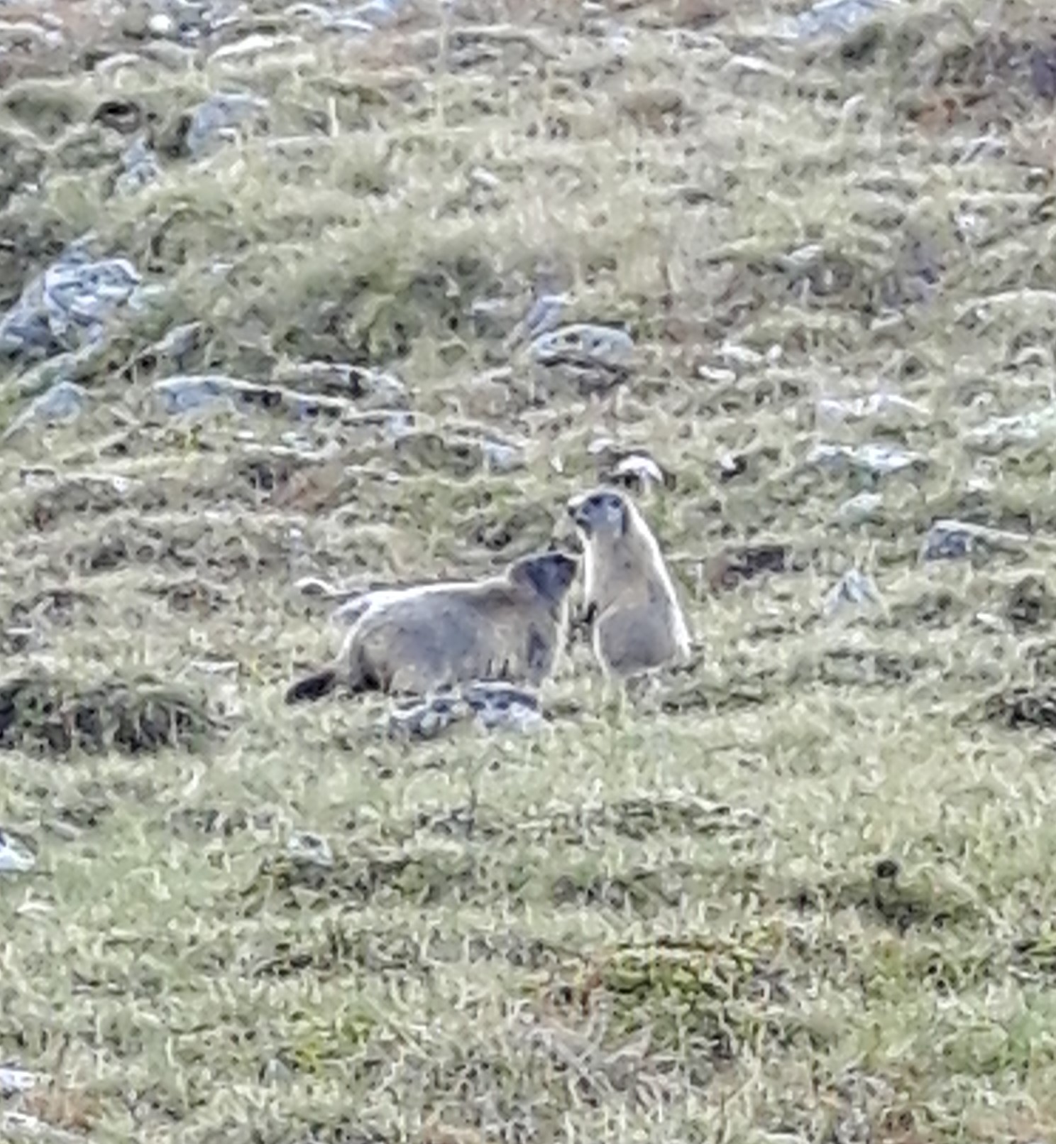 Wanderung zur Keschhütte, viele Murmeltiere